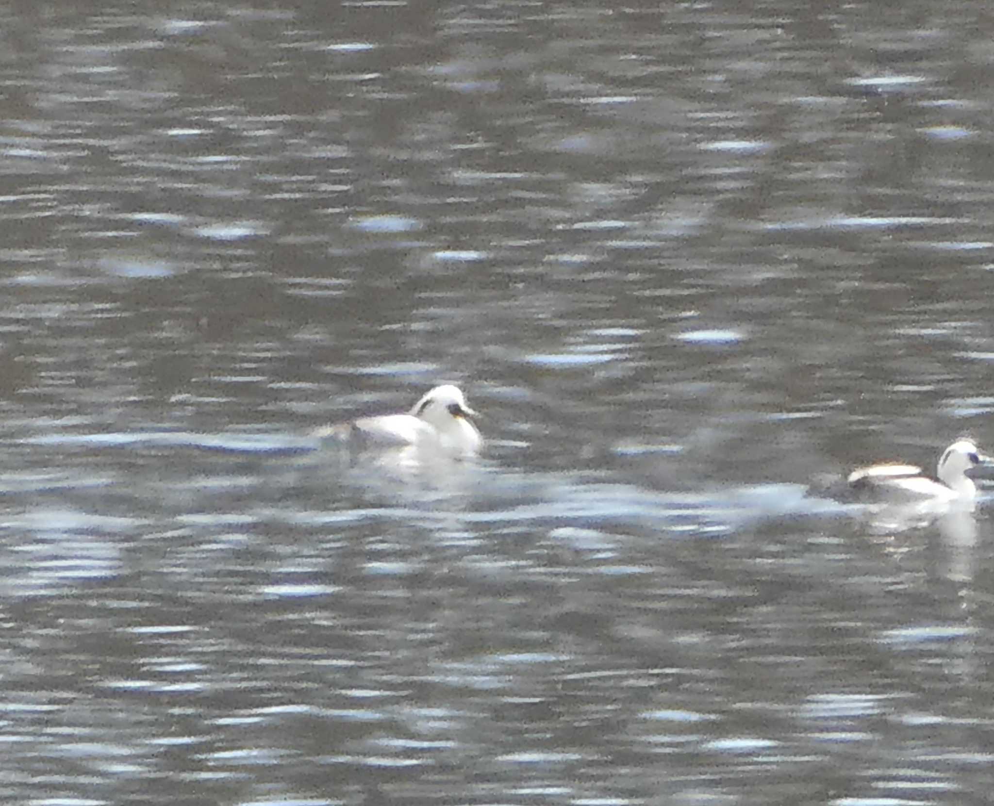 Smew