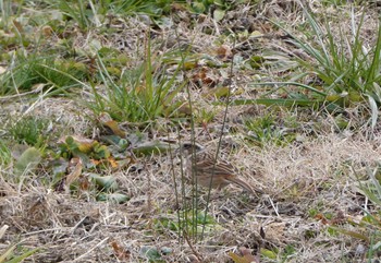 Meadow Bunting 笠松みなと公園 Sun, 2/11/2024