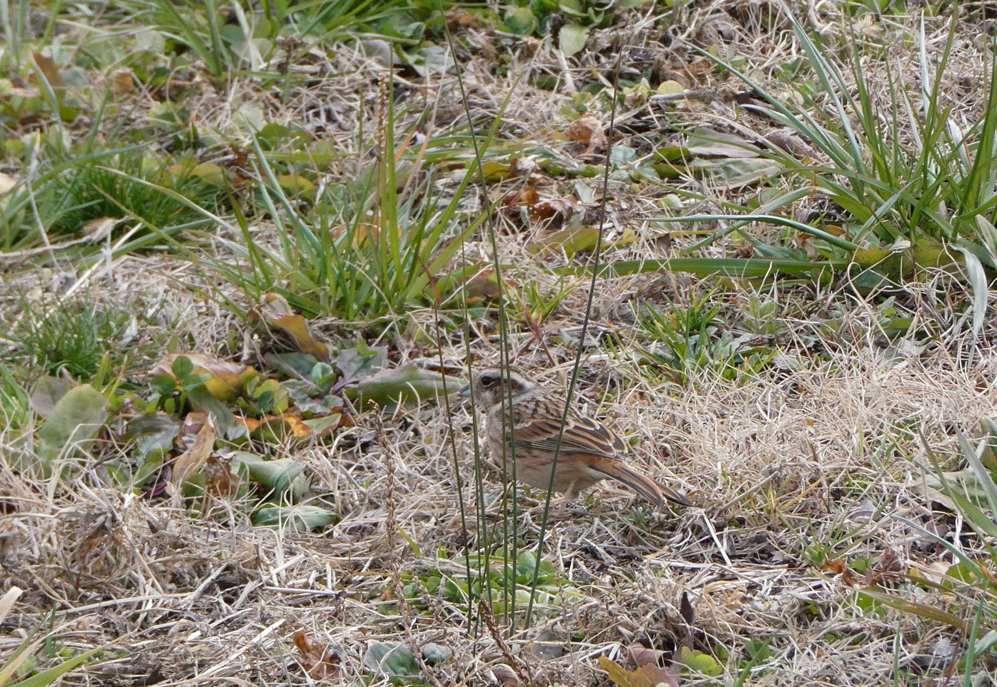 Meadow Bunting