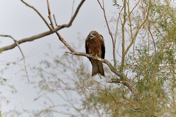 トビ 湖北野鳥センター 2018年11月21日(水)