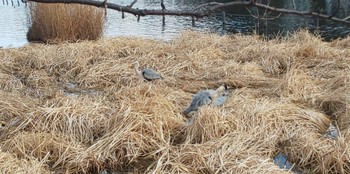 アオサギ 石神井公園 2024年2月11日(日)