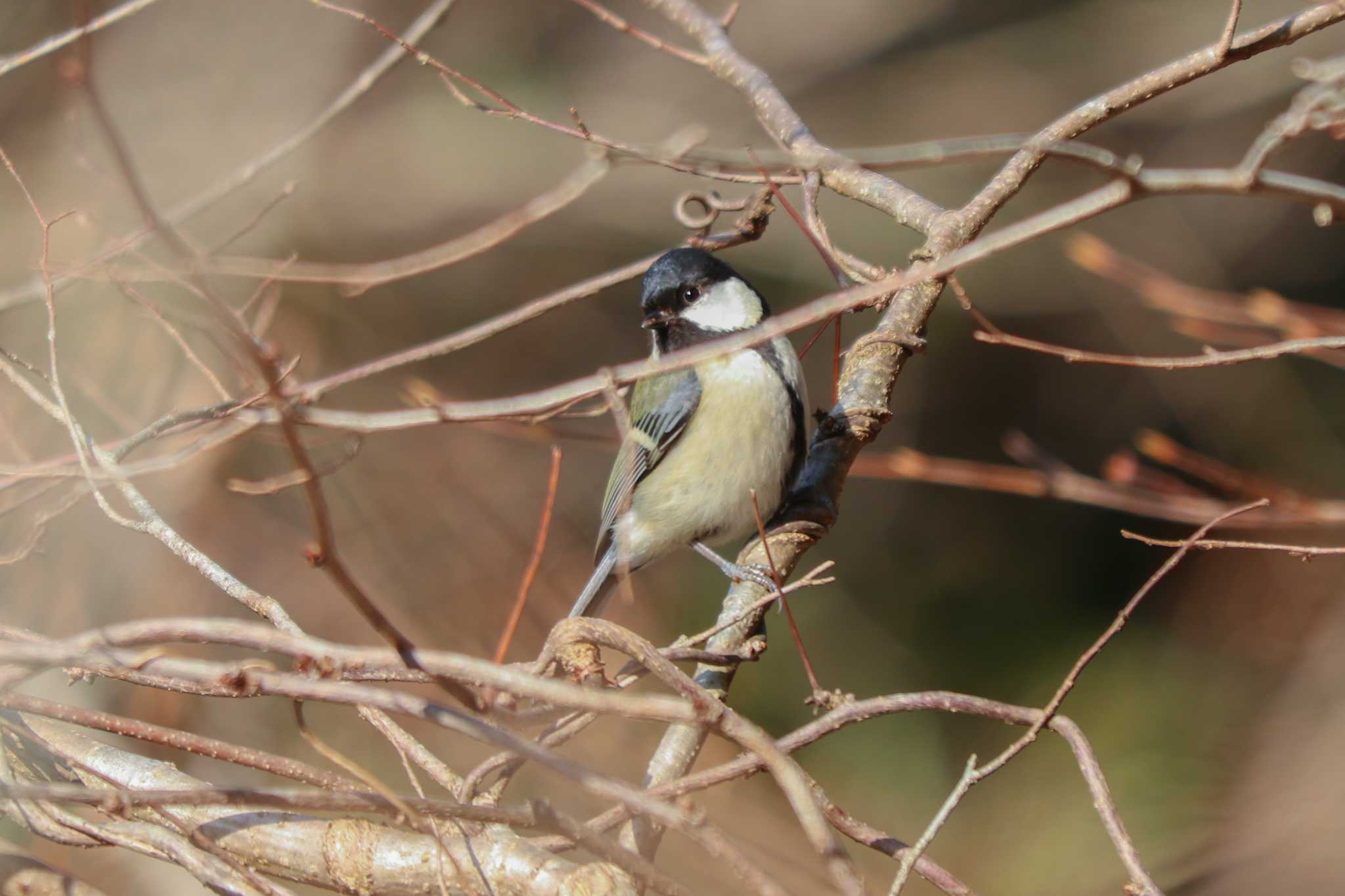 Japanese Tit