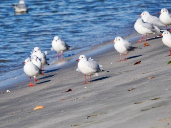 2024年1月26日(金) お台場海浜公園の野鳥観察記録