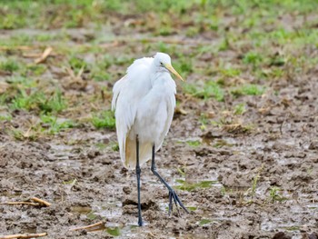 2024年1月21日(日) 奄美大島の野鳥観察記録