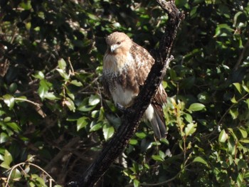 Eastern Buzzard Hikarigaoka Park Sun, 2/11/2024