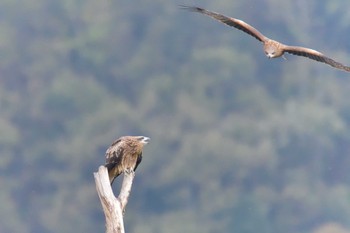 トビ 湖北野鳥センター 2018年11月21日(水)