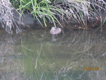 Little Grebe 境川 Sun, 2/4/2024