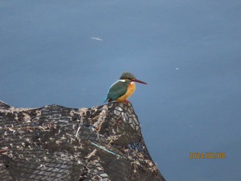 Common Kingfisher 境川 Thu, 2/8/2024