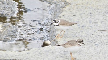 2024年2月10日(土) 鴨川の野鳥観察記録