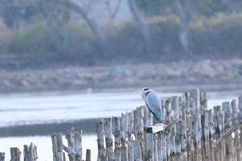 アオサギ 奈良市水上池 2024年2月11日(日)