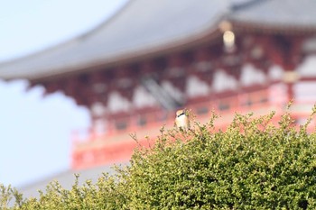 モズ 平城宮跡 2024年2月11日(日)