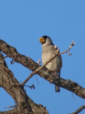 Japanese Grosbeak 自宅前 Sun, 2/11/2024