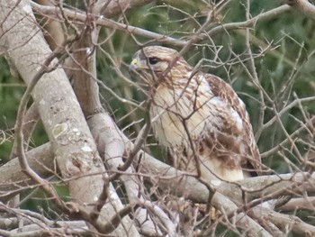 Eastern Buzzard Unknown Spots Sun, 2/11/2024