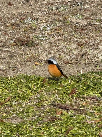 Daurian Redstart 松島町 Unknown Date