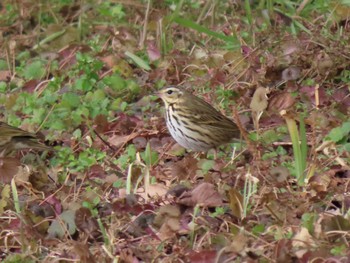 Olive-backed Pipit 平筒沼(宮城県登米市) Wed, 2/7/2024