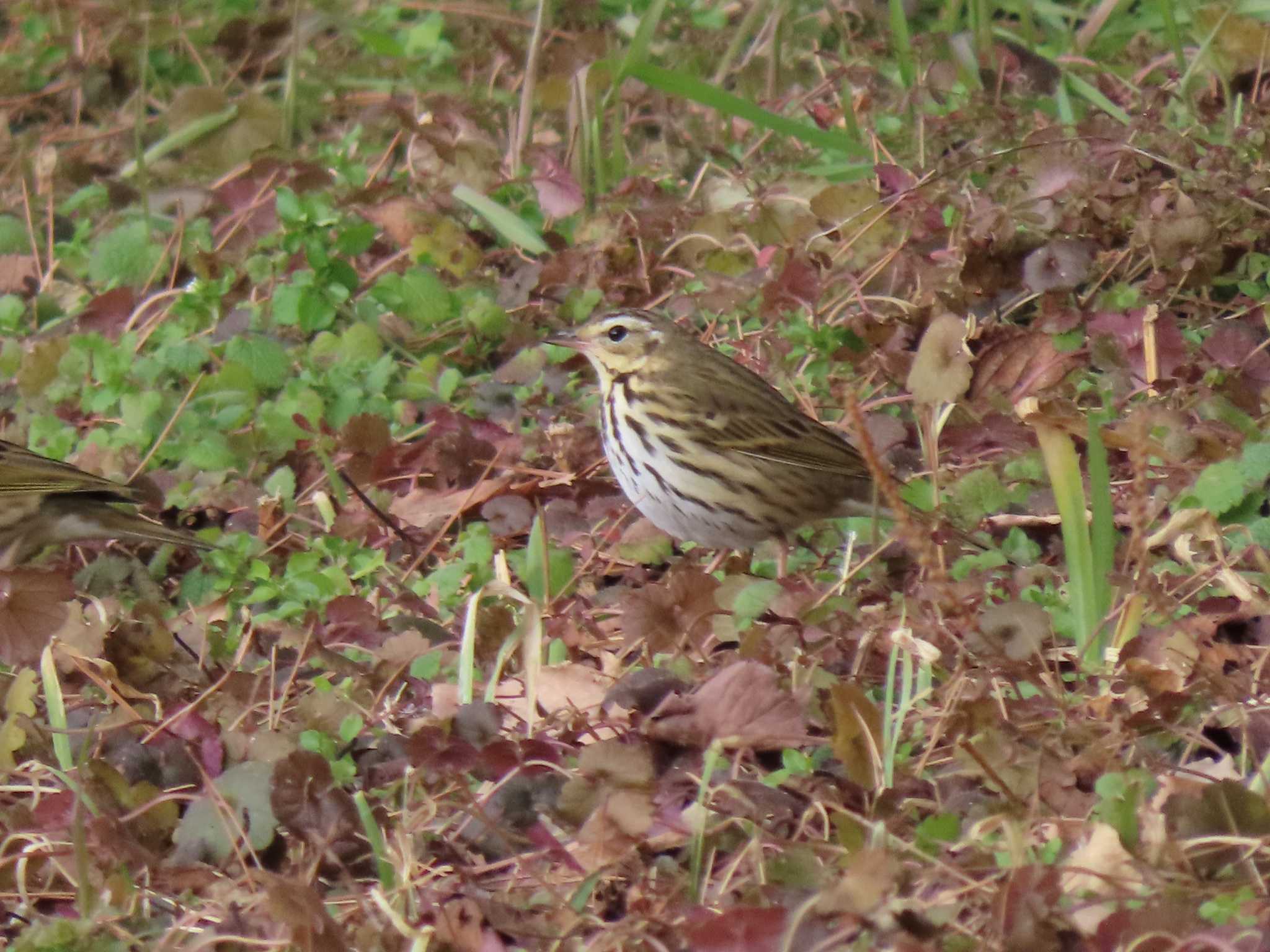 Olive-backed Pipit