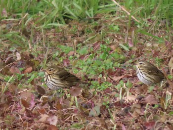 Olive-backed Pipit 平筒沼(宮城県登米市) Wed, 2/7/2024