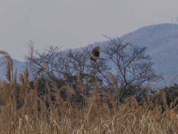 Eastern Marsh Harrier 平城宮跡 Sun, 2/11/2024