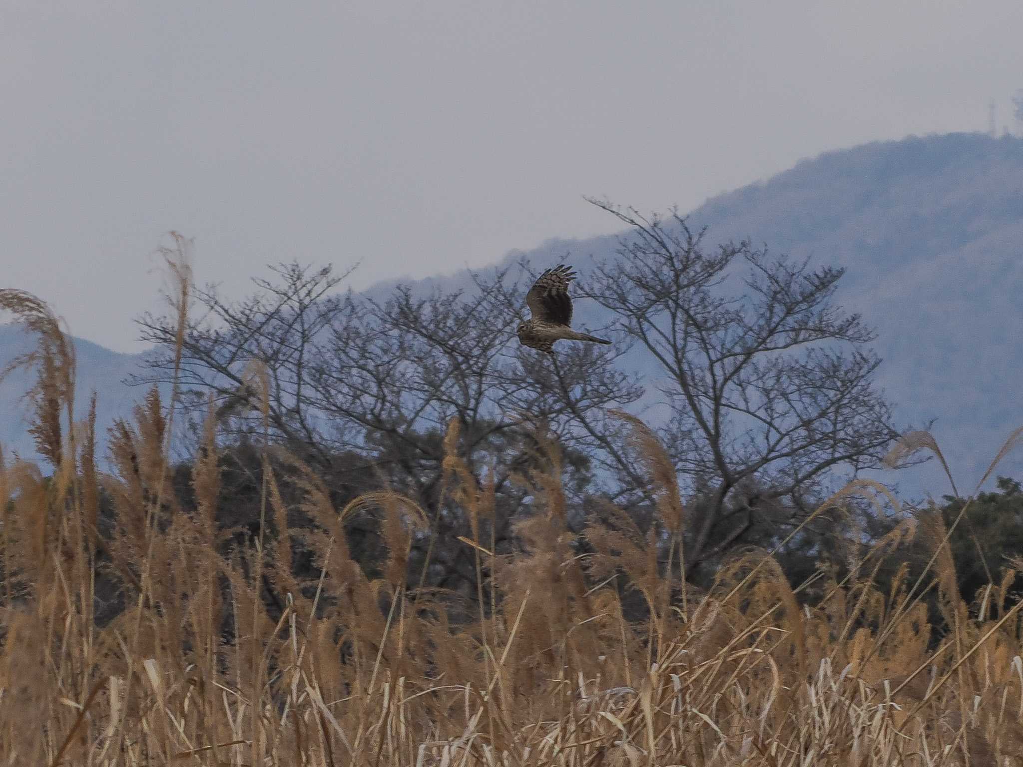 Photo of Eastern Marsh Harrier at 平城宮跡 by Tetsuya