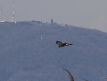 チュウヒ 平城宮跡 2024年2月11日(日)