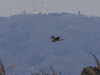 チュウヒ 平城宮跡 2024年2月11日(日)