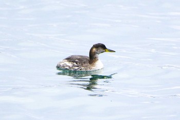 Red-necked Grebe Choshi Fishing Port Sun, 2/4/2024