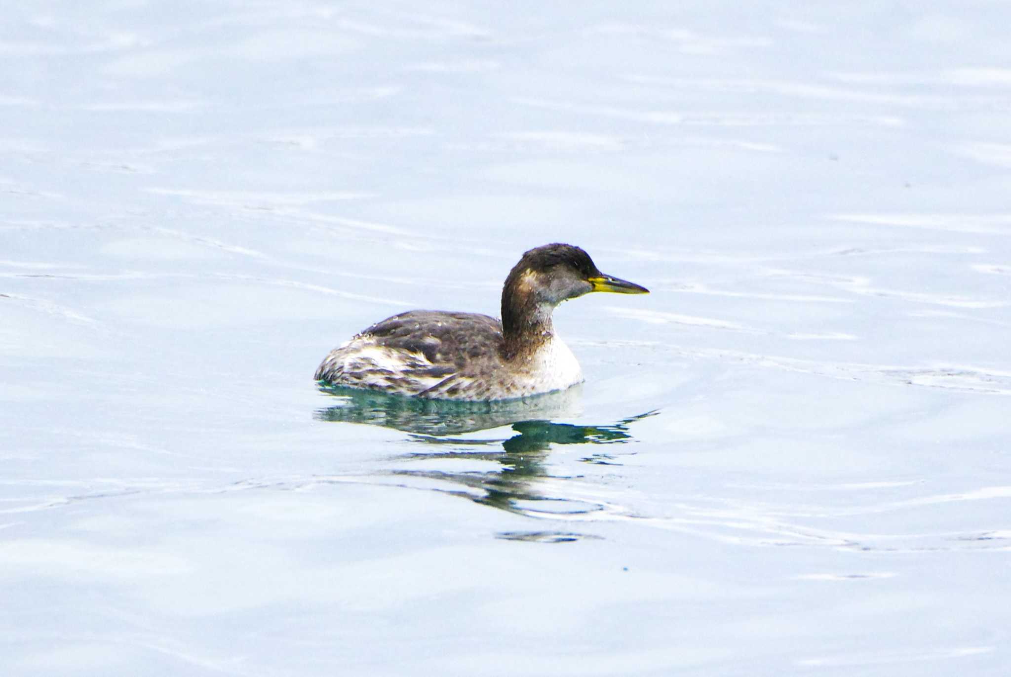 Red-necked Grebe