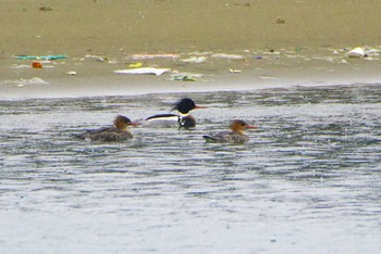 Red-breasted Merganser Choshi Fishing Port Sun, 2/4/2024