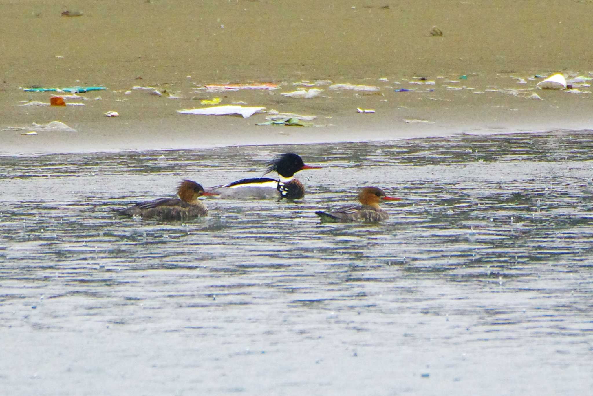 Photo of Red-breasted Merganser at Choshi Fishing Port by BW11558