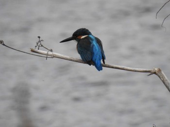 Common Kingfisher 平塚田んぼ Sun, 2/11/2024