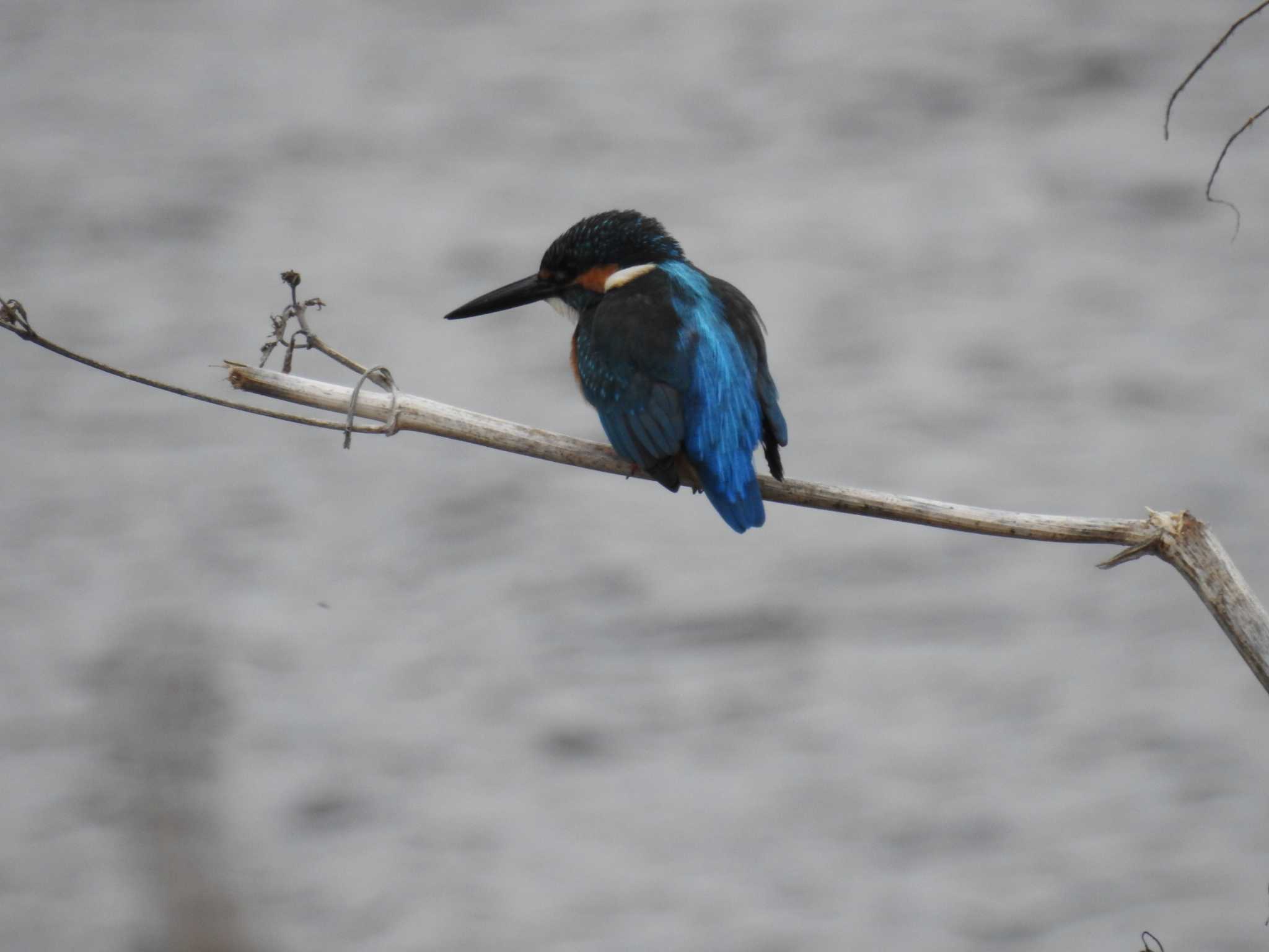 Photo of Common Kingfisher at 平塚田んぼ by Kozakuraband