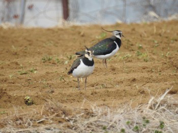 Northern Lapwing 平塚田んぼ Sun, 2/11/2024