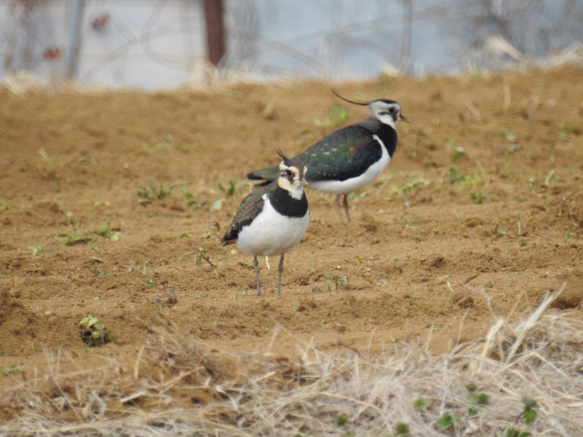 Northern Lapwing