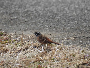 Meadow Bunting 平塚田んぼ Sun, 2/11/2024