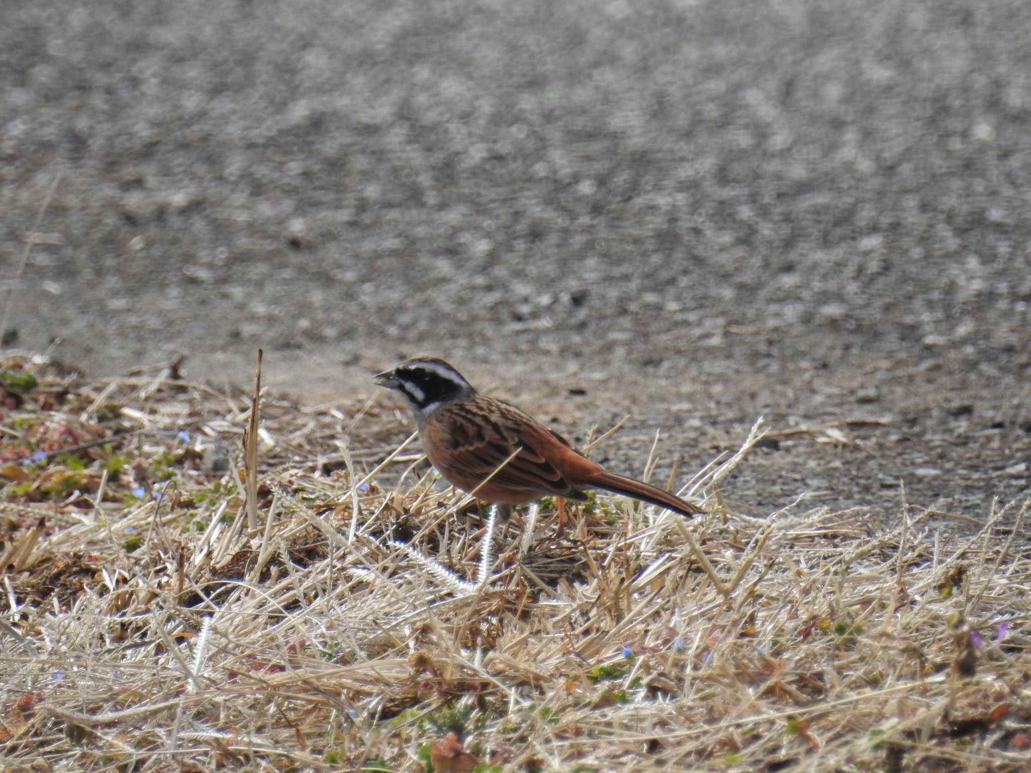 Meadow Bunting