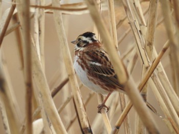 Rustic Bunting 平塚田んぼ Sun, 2/11/2024