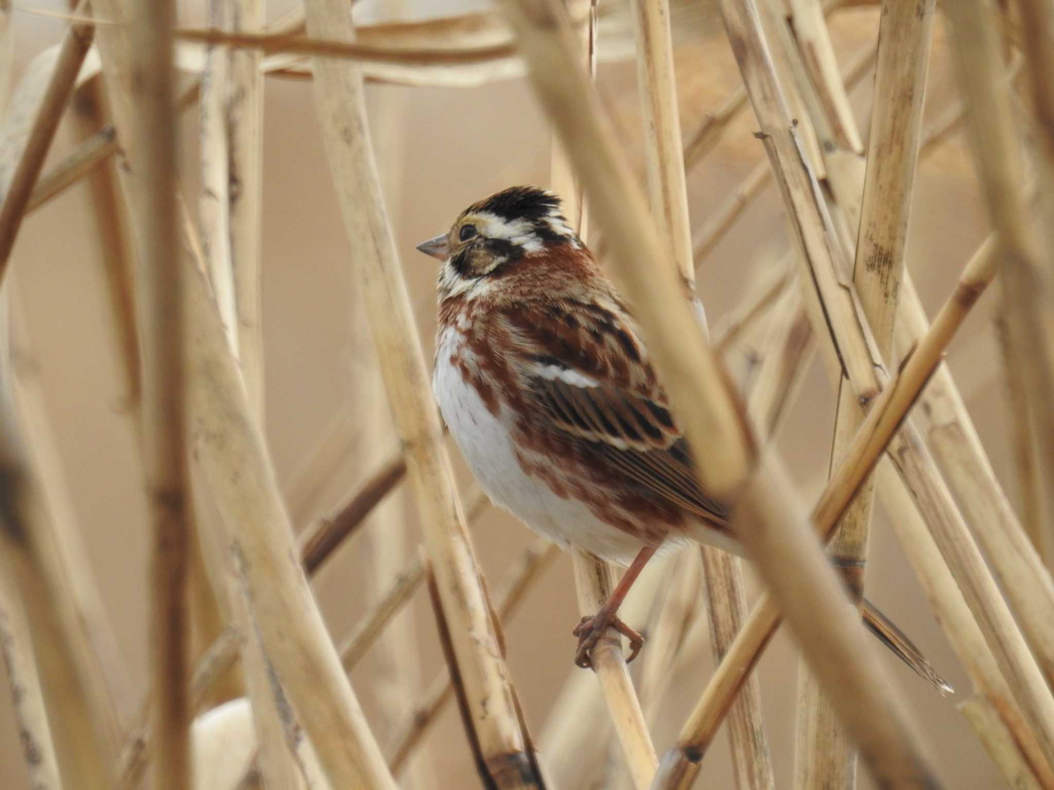 Rustic Bunting