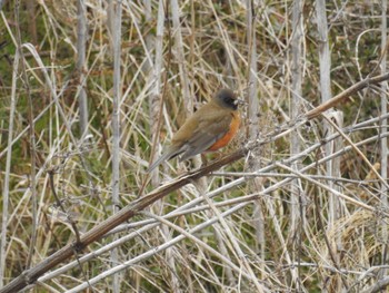 Brown-headed Thrush 平塚田んぼ Sun, 2/11/2024