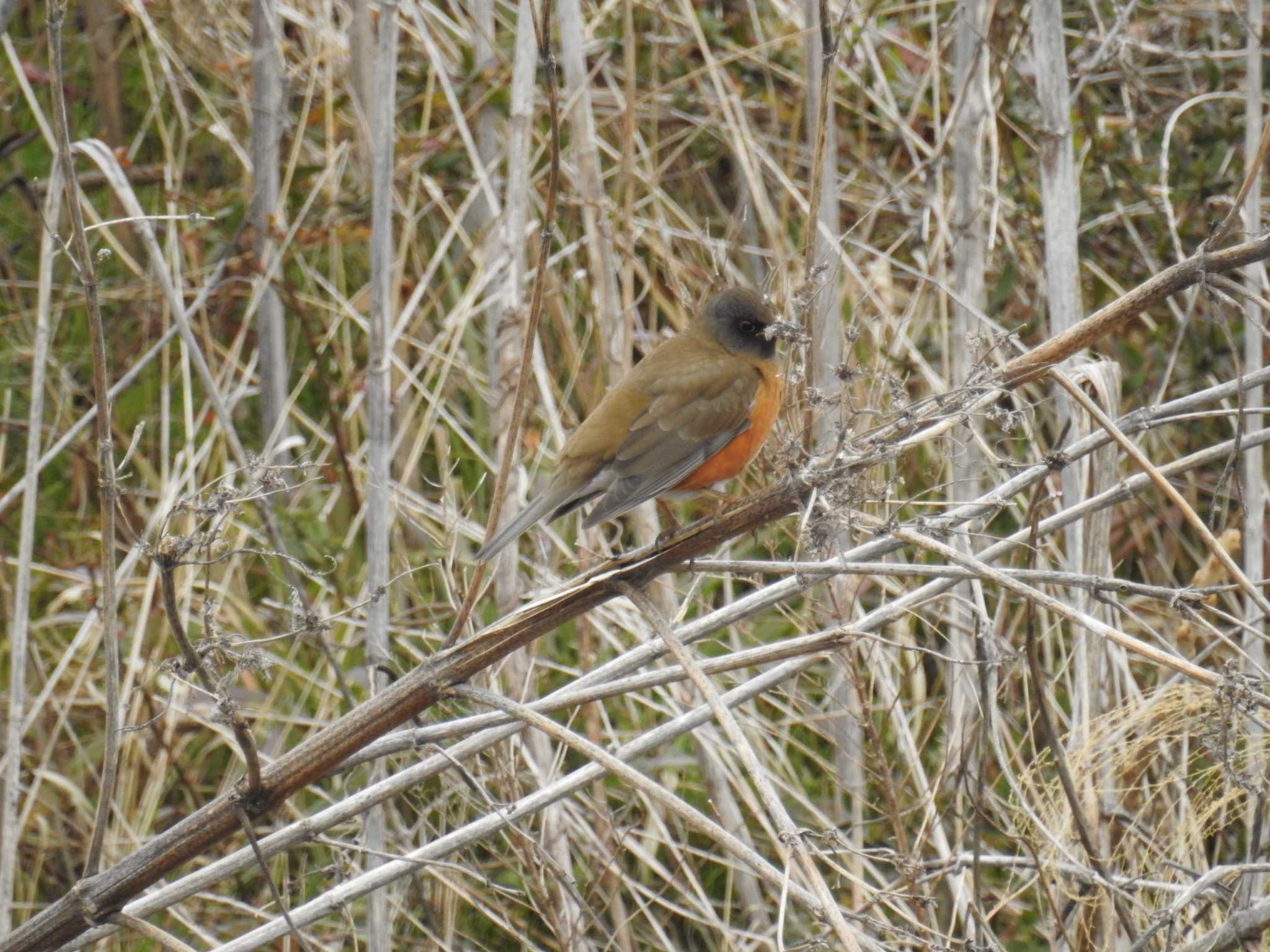 Brown-headed Thrush