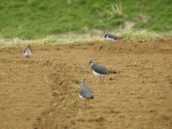 Northern Lapwing 平塚田んぼ Sun, 2/11/2024