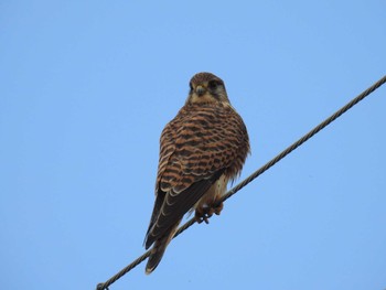 Common Kestrel 平塚田んぼ Sun, 2/11/2024