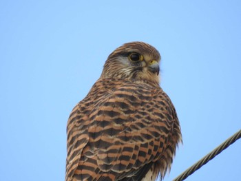 Common Kestrel 平塚田んぼ Sun, 2/11/2024