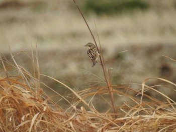 Chestnut-eared Bunting 平塚田んぼ Sun, 2/11/2024