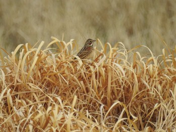 Chestnut-eared Bunting 平塚田んぼ Sun, 2/11/2024