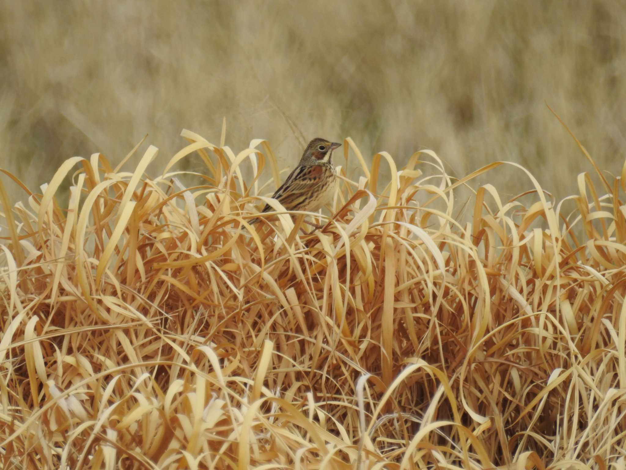 Photo of Chestnut-eared Bunting at 平塚田んぼ by Kozakuraband