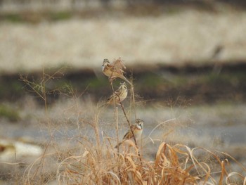 Chestnut-eared Bunting 平塚田んぼ Sun, 2/11/2024