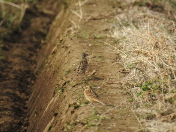 Chestnut-eared Bunting 平塚田んぼ Sun, 2/11/2024