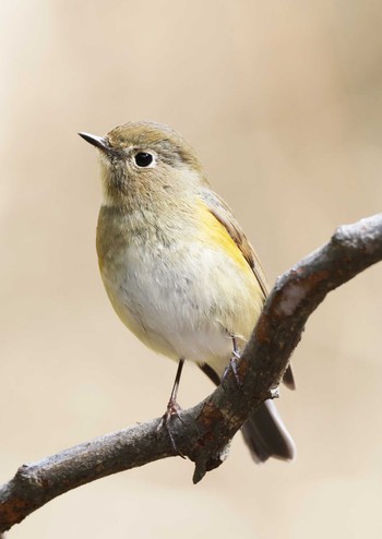 Red-flanked Bluetail Mikiyama Forest Park Sat, 2/10/2024