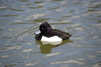 Tufted Duck 聚楽園公園 Sun, 2/11/2024