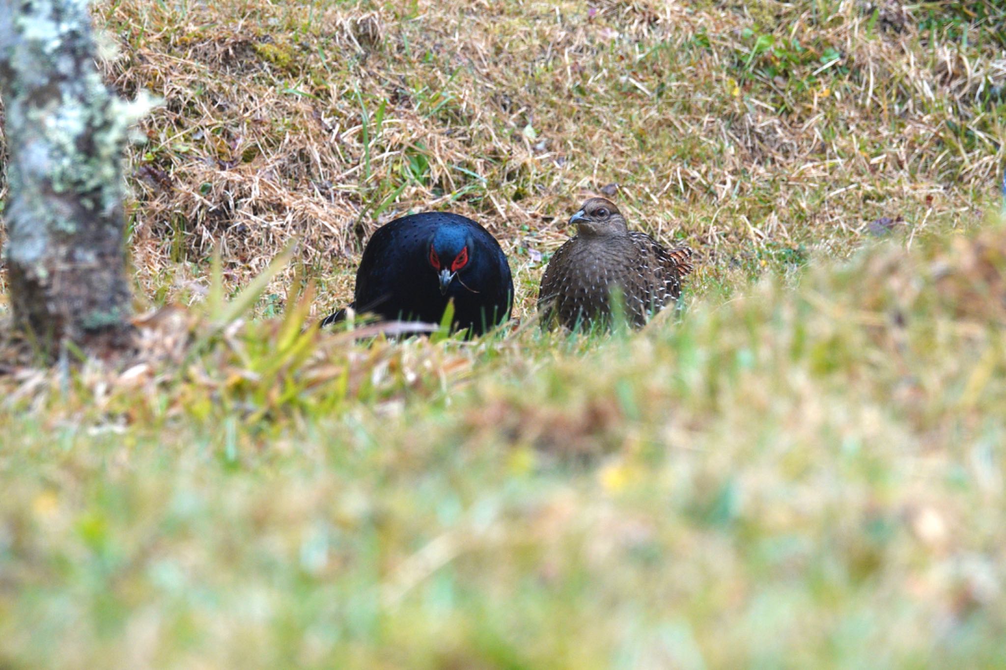 Photo of Mikado Pheasant at 阿里山国家森林遊楽区 by のどか